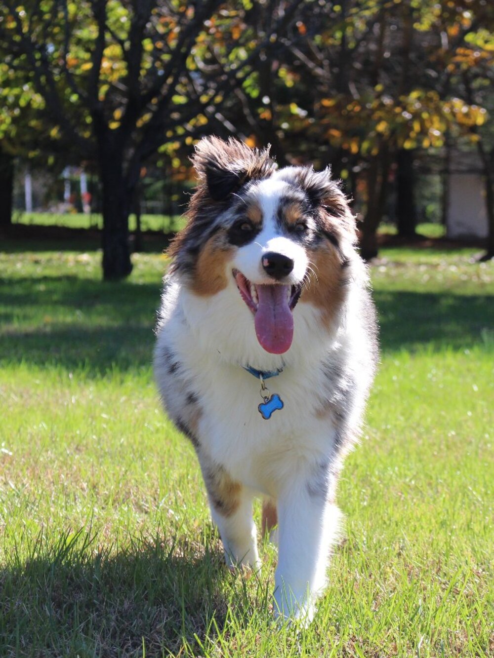 Meet your Posher, Alfred